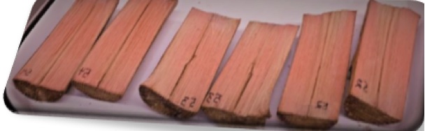 Utilisation de consortiums de souches fongiques pour le développement de bioprocédés de coloration du bois